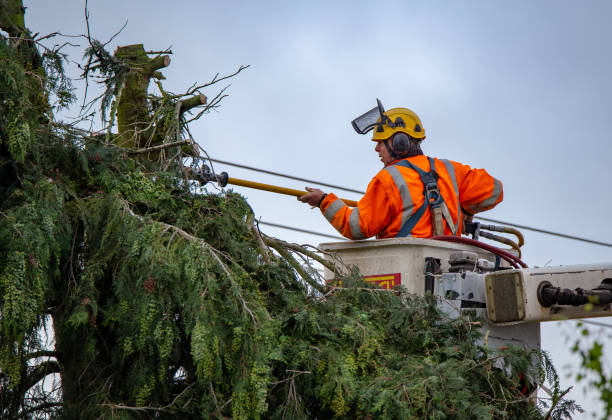 How Our Tree Care Process Works  in  Sand Hill, PA