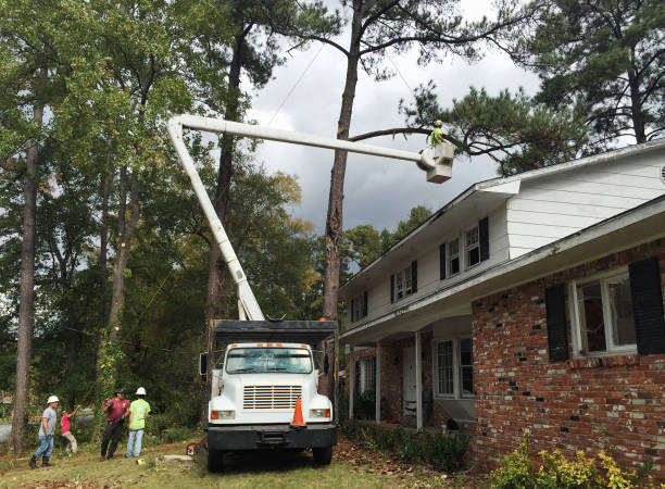 Best Tree Maintenance Programs  in Sand Hill, PA