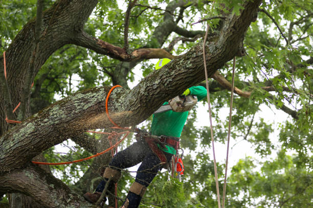 Best Seasonal Cleanup  in Sand Hill, PA