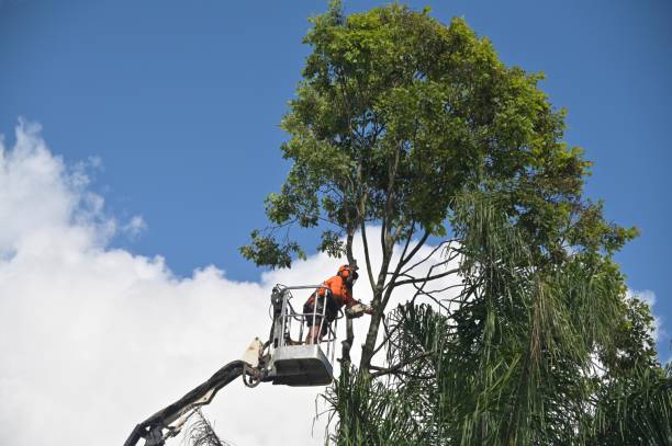 Best Tree Mulching  in Sand Hill, PA