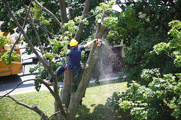 Best Hazardous Tree Removal  in Sand Hill, PA